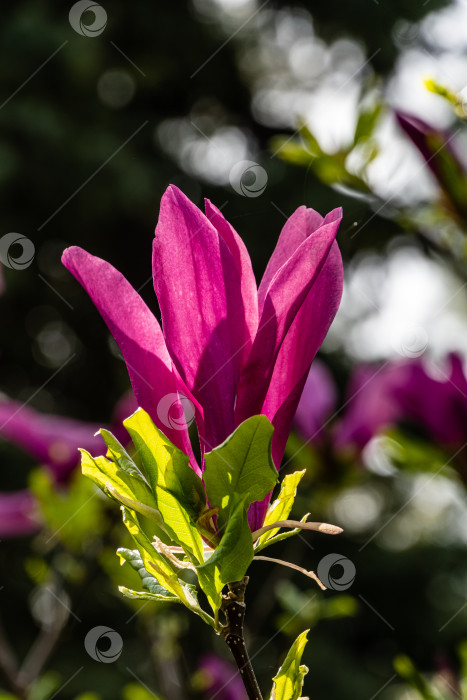 Скачать Крупный розовый цветок магнолии Сьюзен (Magnolia liliiflora x Magnolia stellata) на размытом фоне зелени сада. Выборочный фокус. Красивый цветущий сад весной. Концепция природы для дизайна. фотосток Ozero