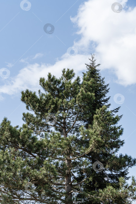 Скачать Сосна Pinus sylvestris на фоне голубого апрельского неба. Справа, рядом с сосной, растет высокая, раскидистая Picea abies Aurea. Солнечный день в весеннем саду. Концепция природы для дизайна. Выборочный фокус. фотосток Ozero