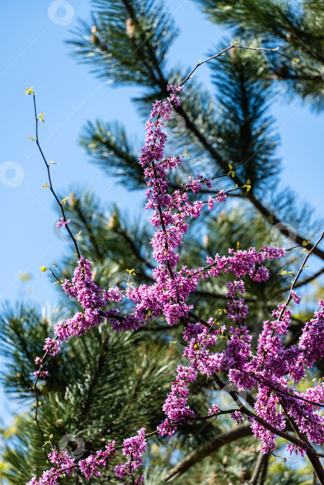 Скачать Розовые цветы на ветвях Oriental Redbud, или Ориентал Редбуд, Cercis canadensis фиолетовый на фоне голубого весеннего неба. Выборочный фокус. Крупный план ветвей с розовыми цветами иудиного дерева. Концепция природы. фотосток Ozero