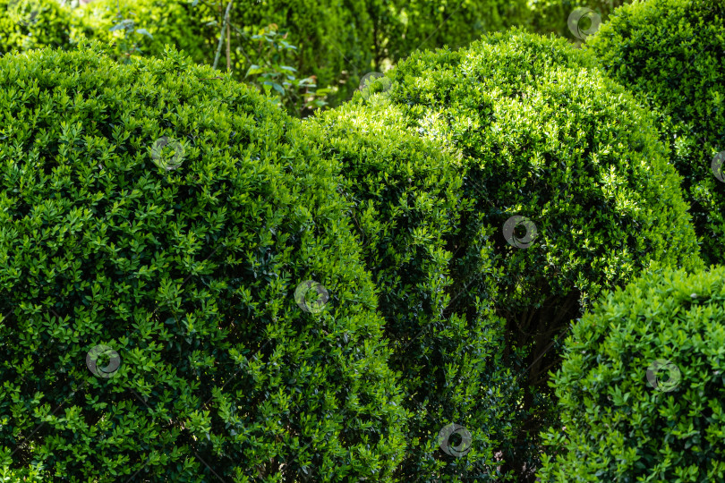 Скачать Большие кусты самшита Buxus sempervirens или европейского самшита с яркой блестящей молодой зеленой листвой на размытом зеленом фоне. Выборочный фокус. Крупный план. Идеальный фон для любой природной тематики. фотосток Ozero