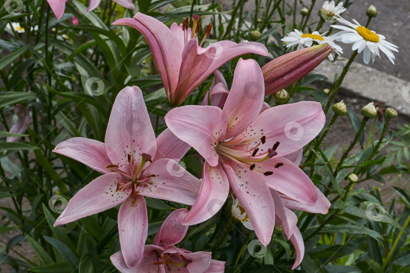 Скачать Лилия (лат. Lilium) - род растений семейства Лилейные (Liliaceae). фотосток Ozero