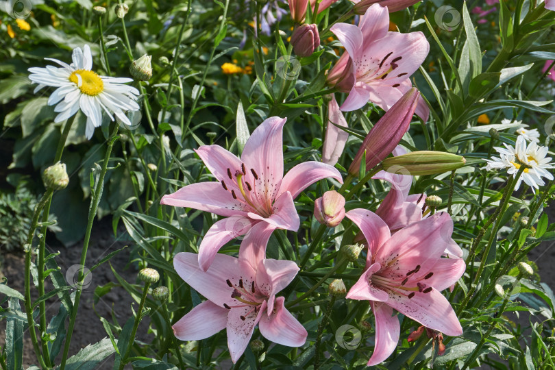 Скачать Лилия (лат. Lilium) - род растений семейства Лилейные (Liliaceae). фотосток Ozero