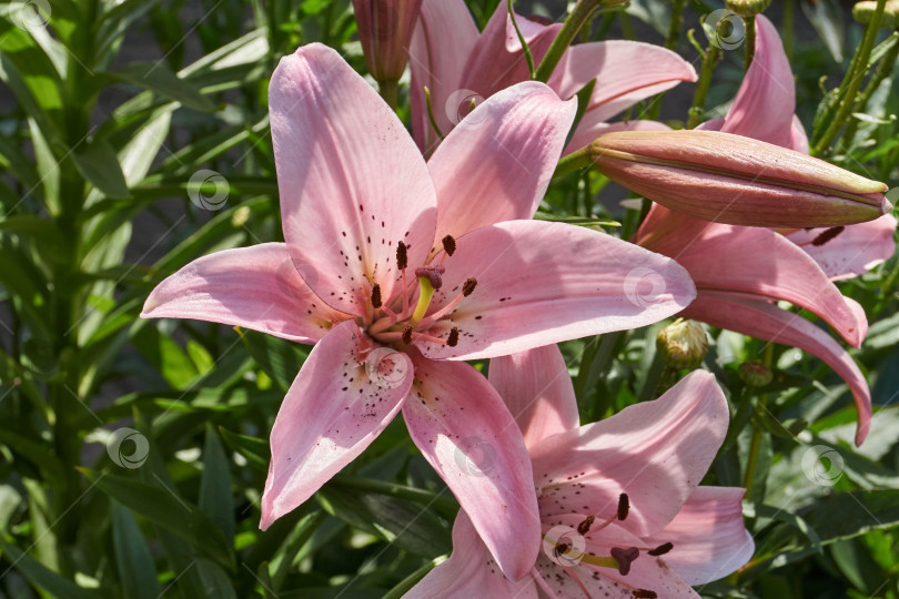 Скачать Лилия (лат. Lilium) - род растений семейства Лилейные (Liliaceae). фотосток Ozero