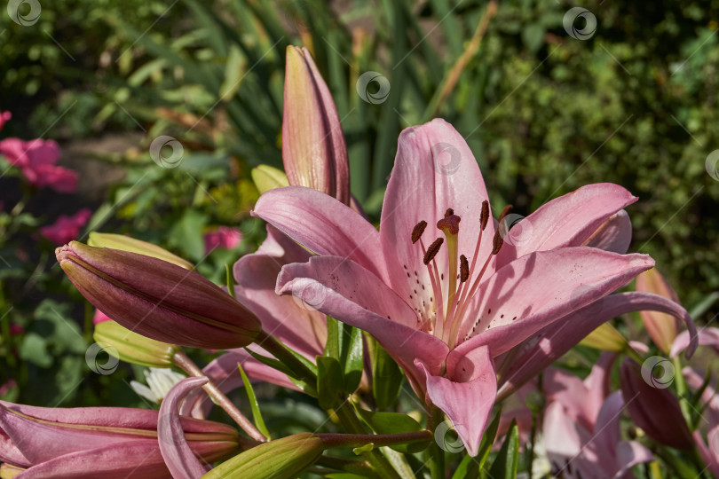 Скачать Лилия (лат. Lilium) - род растений семейства Лилейные (Liliaceae). фотосток Ozero