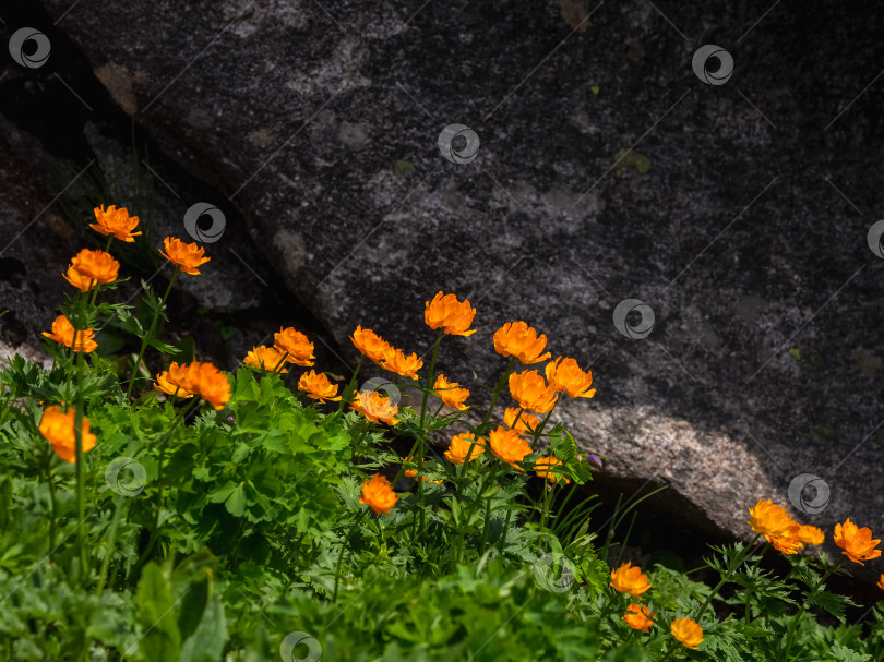 Скачать Trollius altaicus, цветок-шар, красивые оранжевые цветы фотосток Ozero