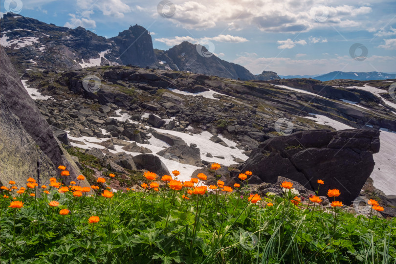 Скачать Солнечная группа цветов Trollius Asiaticus. фотосток Ozero