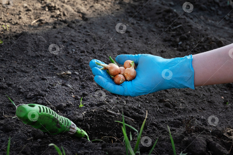 Скачать Садовый инвентарь и семена лука для весенней посадки в грунт. Весенняя посадка лука органично фотосток Ozero