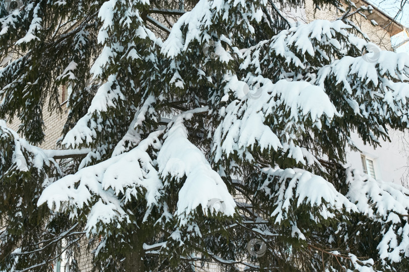 Скачать еловые ветки в белом снегу. Растения на морозе. фотосток Ozero