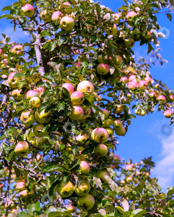 Скачать Ветка яблони с плодами сфотографирована на фоне голубого неба. фотосток Ozero