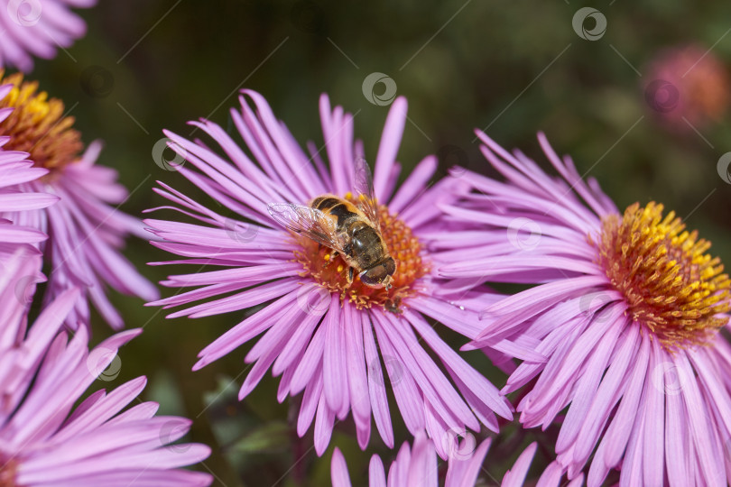 Скачать Муха собирает нектар и пыльцу с цветков многолетней астры. фотосток Ozero