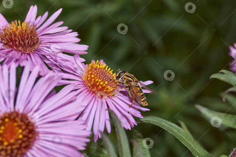 Скачать Муха собирает нектар и пыльцу с цветков многолетней астры. фотосток Ozero
