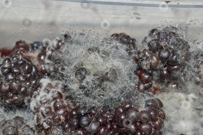 Скачать Плесень на долго лежащих ягодах ежевики - плесневый грибок mucor фотосток Ozero