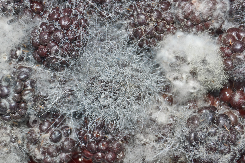 Скачать Плесень на долго лежащих ягодах ежевики - плесневый грибок mucor фотосток Ozero