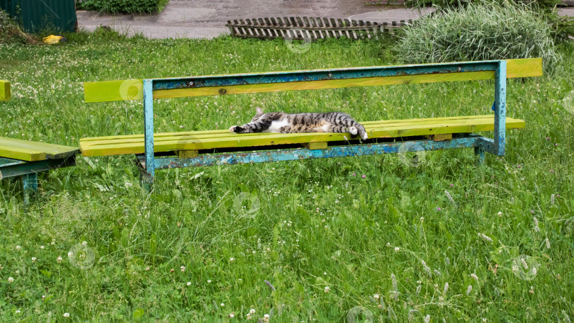 Скачать Бездомный серый полосатый кот спит на скамейке фотосток Ozero