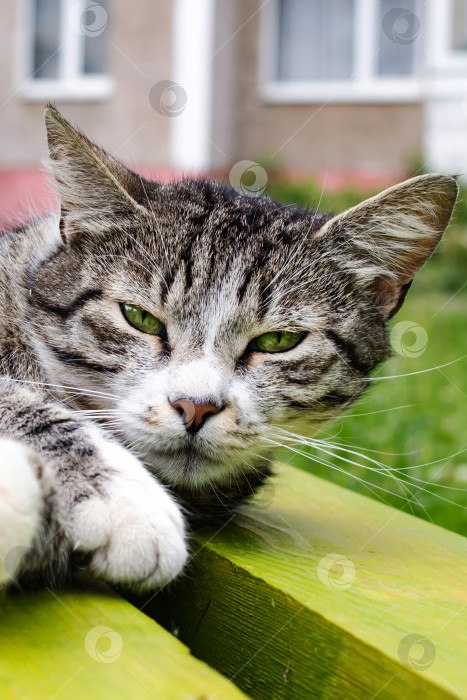 Скачать Бездомный серый полосатый кот спит на скамейке фотосток Ozero