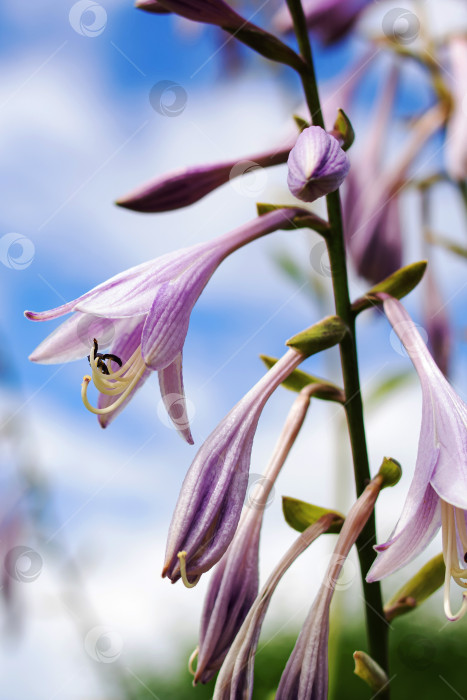 Скачать Маленькие фиолетовые цветы на фоне голубого неба крупным планом фотосток Ozero