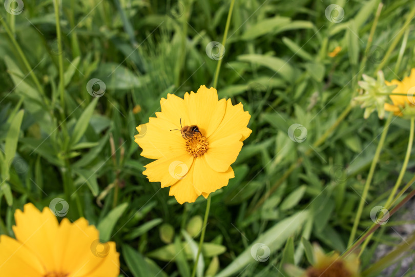 Скачать Пчела на желтом цветке среди зеленых листьев фотосток Ozero