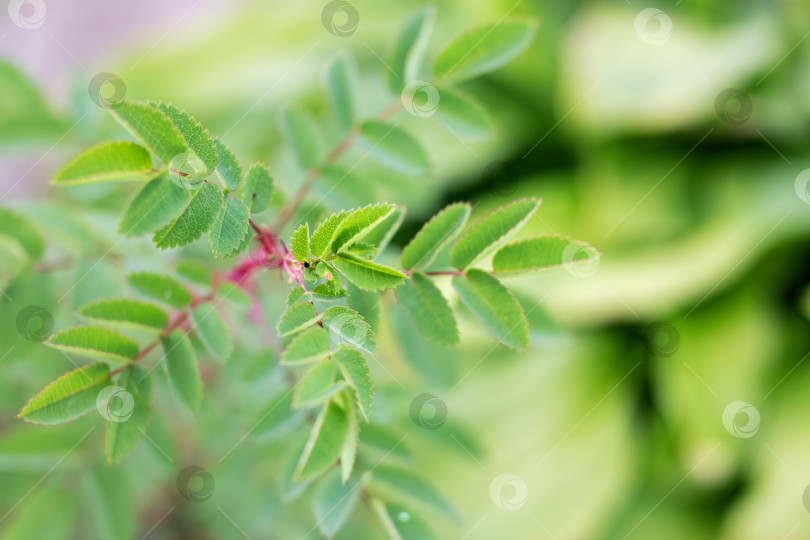 Скачать Зеленые листья на ветке с шипами фотосток Ozero