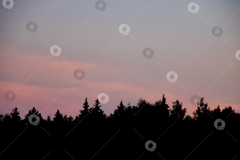 Скачать Розовое закатное небо над силуэтами деревьев, фон фотосток Ozero