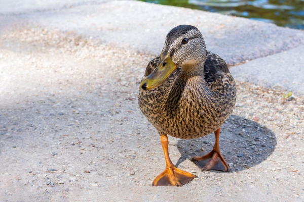 [object Object] undefined