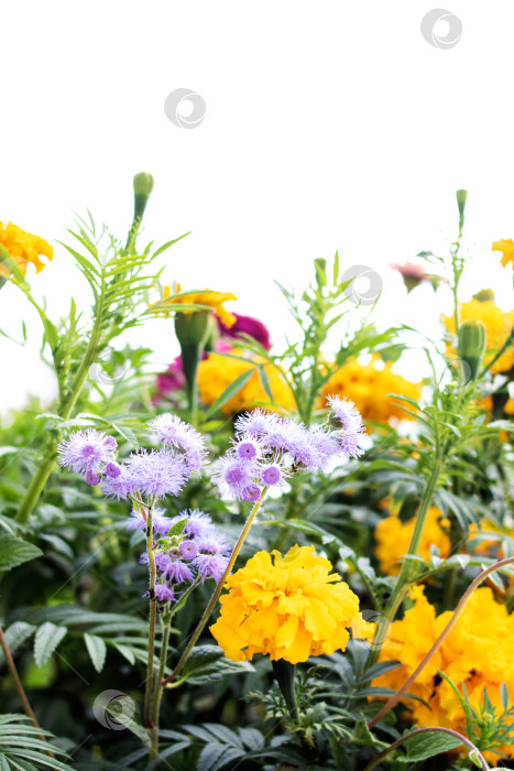 Скачать Различные яркие цветы, выделенные на белом фоне фотосток Ozero