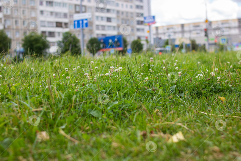 Скачать Зеленая трава у дороги в городе фотосток Ozero