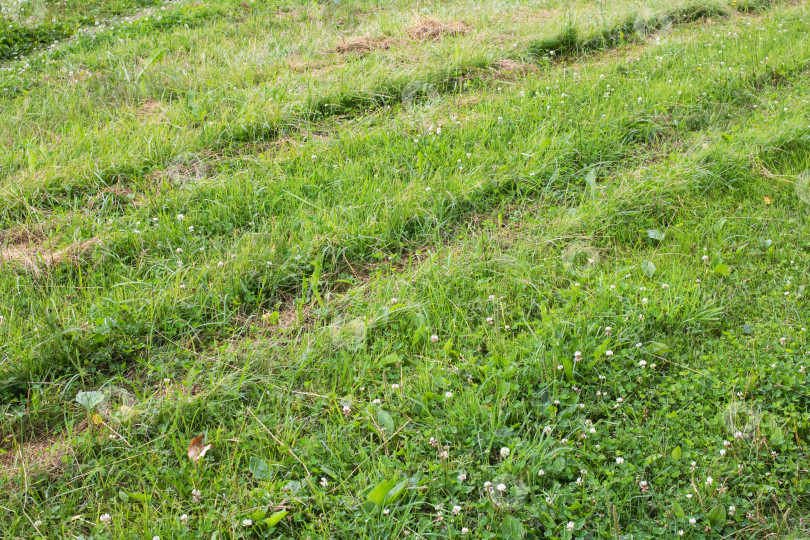 Скачать Скошенная зеленая трава в поле крупным планом, вид сверху фотосток Ozero