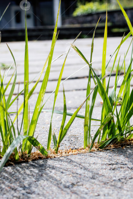 Скачать Тонкая зеленая трава растет из бетона крупным планом фотосток Ozero