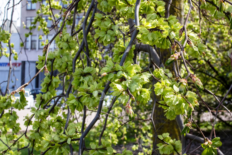 Скачать Зеленые листья на дереве хмеля весной фотосток Ozero