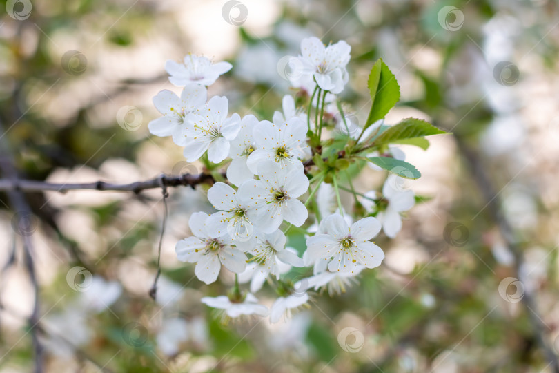 Скачать Лепестки цветущей вишни на ветвях с зелеными листьями фотосток Ozero