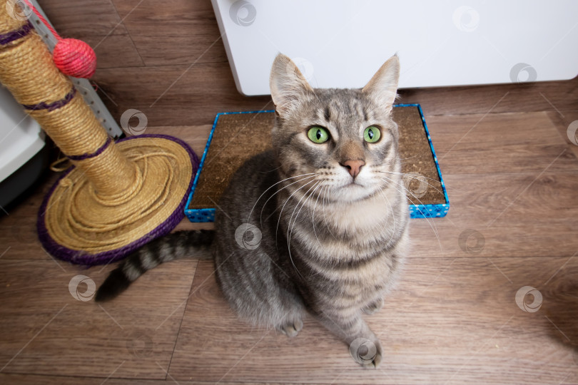 Скачать Серая кошка сидит за кошачьими игрушками крупным планом фотосток Ozero