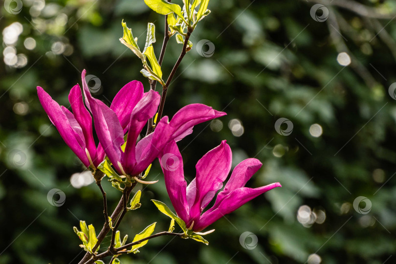 Скачать Крупные розовые цветы магнолии Сьюзен (Magnolia liliiflora x Magnolia stellata) на размытом фоне зелени сада. Выборочный фокус. Красивый цветущий сад весной. Концепция природы для дизайна фотосток Ozero