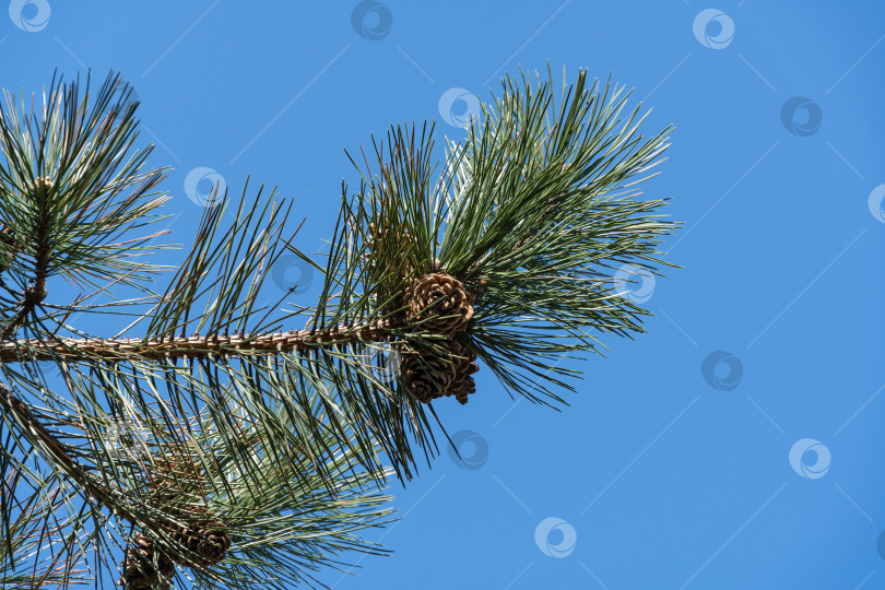 Скачать Прошлогодние коричневые шишки на ветке австрийской сосны (Pinus 'Nigra') на фоне голубого весеннего неба. Выборочный фокус. Роскошные длинные иголки на ветке сосны. Концепция природы для дизайна. Текстура в качестве фона фотосток Ozero