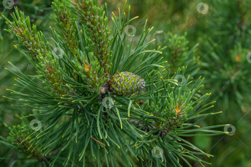 Скачать Pinus mugo Ophir с прошлогодней зеленой шишкой на ветке на размытом темно-зеленом фоне. Крупный план. Зеленая карликовая горная сосна с золотистыми кончиками иголок.Концепция природы для дизайна. Выборочный фокус фотосток Ozero