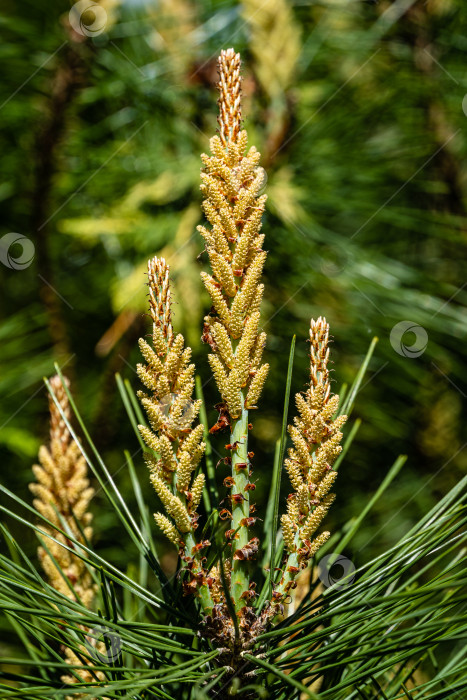 Скачать Молодые длинные побеги на ветвях сосны Pinus densiflora Umbraculifera на размытом фоне вечнозеленых растений. Крупный план. Солнечный день в весеннем саду. Концепция природы для дизайна. Выборочный фокус. фотосток Ozero