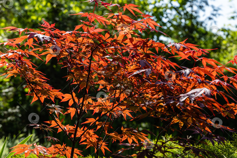 Скачать Японский клен Acer palmatum Atropurpureum на берегу садового пруда. Размытый фон. Молодые красные листья сияют на весеннем утреннем солнце. Весенний пейзаж. Концепция природы для дизайна. Выборочный фокус. фотосток Ozero