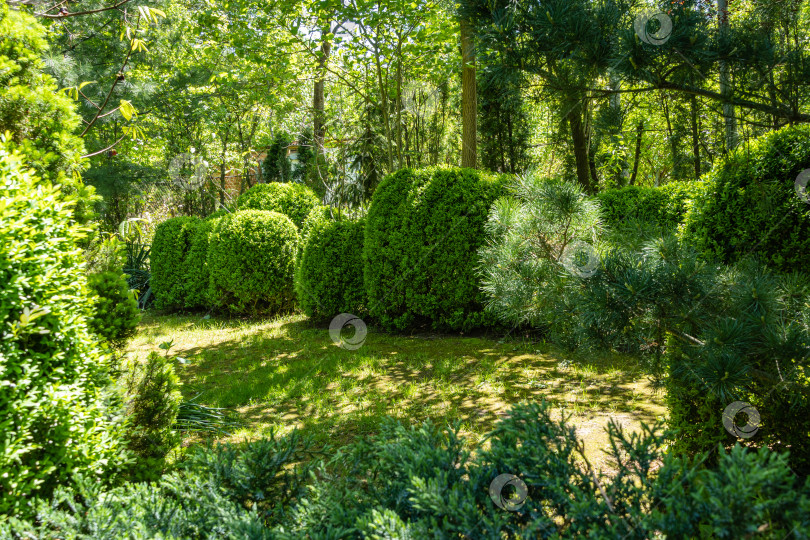 Скачать Кусты самшита Buxus sempervirens или европейского самшита с яркой глянцевой молодой зеленой листвой в вечнозеленом ландшафтном саду. Размытый зеленый фон. Крупный план. Концепция природы для дизайна. Выборочный фокус фотосток Ozero