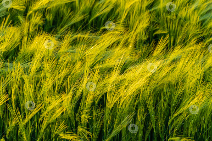 Скачать Огромное поле колосьев озимой пшеницы в ветреную погоду. Колосья пшеницы крупным планом. Красивый весенний пейзаж на закате. Концепция природы для дизайна. Выборочный фокус. фотосток Ozero