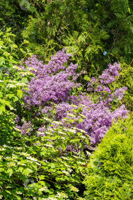 Скачать Весеннее цветение розово-фиолетовых кустов сирени Syringa microphylla на размытом фоне зелени весеннего сада. Крупный план. Весенний ландшафтный сад. Концепция природы для дизайна. Выборочный фокус. фотосток Ozero