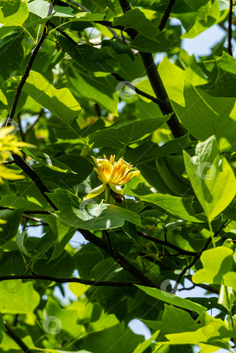 Скачать Красивый желтый цветок среди зеленой листвы на тюльпановом дереве (Liriodendron tulipifera) в ландшафтном саду. Крупный план. Американский тюльпан или тюльпановый тополь на размытом фоне зеленых листьев. фотосток Ozero