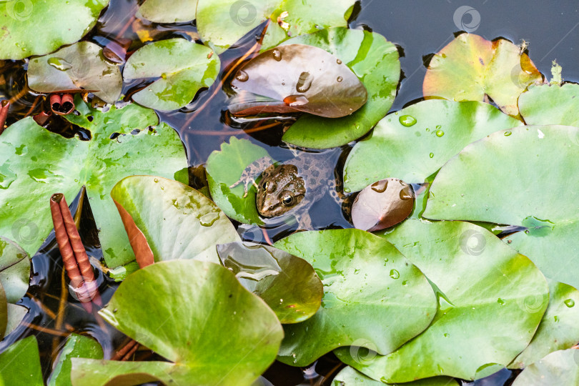 Скачать Лягушка Рана ридибундус (Pelophylax ridibundus) сидит среди зеленых кувшинных листьев в садовом пруду. Размытый фон. Выборочный фокус. Крупный план лягушки рана ридибундус в естественной среде обитания. фотосток Ozero