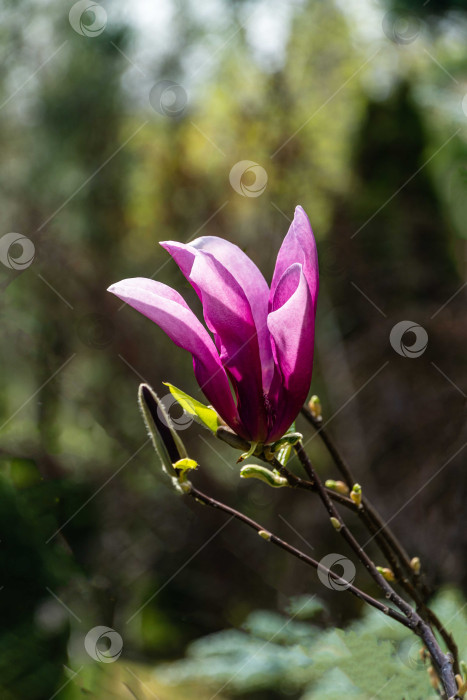 Скачать Крупный розовый цветок магнолии Сьюзен (Magnolia liliiflora x Magnolia stellata) на размытом фоне зелени сада. Выборочный фокус. Красивый цветущий сад весной. Концепция природы для дизайна. фотосток Ozero