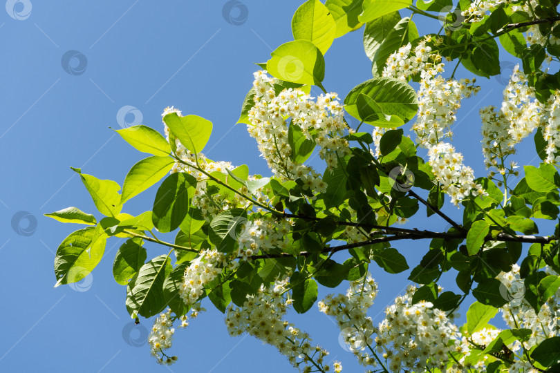 Скачать Ветви с крупными соцветиями белых цветов Prunus padus 'Сибирская красавица' на фоне голубого неба. Селективный фокус. Белые цветы цветущей черемухи или первомайского дерева. Природная концепция дизайна фотосток Ozero