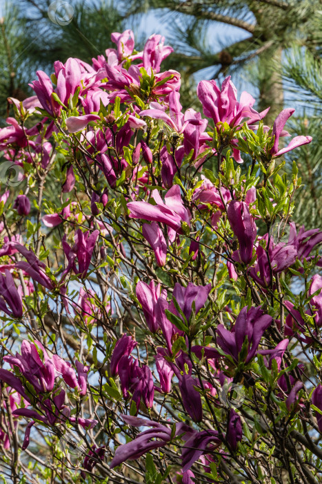 Скачать Крупные розовые цветы на ветвях магнолии Сьюзен (Magnolia liliiflora x Magnolia stellata) на размытом фоне. Выборочный фокус. Красивый цветущий весенний сад. Концепция природы для дизайна. фотосток Ozero