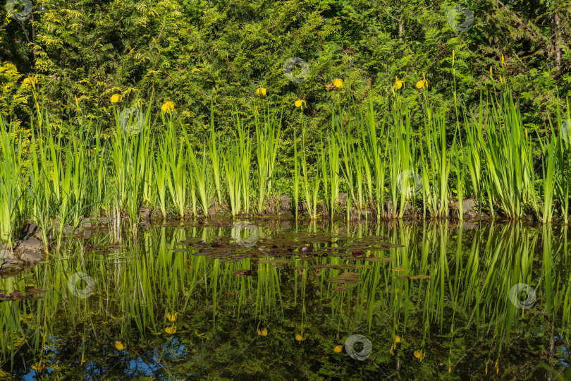 Скачать Волшебный садовый пруд на размытом фоне вечнозеленых растений. Желтые цветы Iris pseudacorus (желтый флаг, желтый ирис) отражаются в зеркально чистой воде. Выборочный фокус. Концепция природы для дизайна. фотосток Ozero