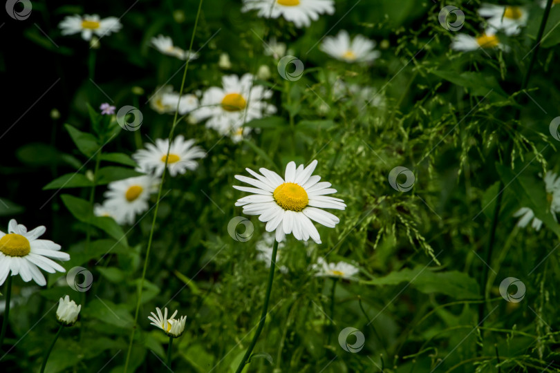 Скачать полевые цветы, ромашки, шиповник, летом. фотосток Ozero