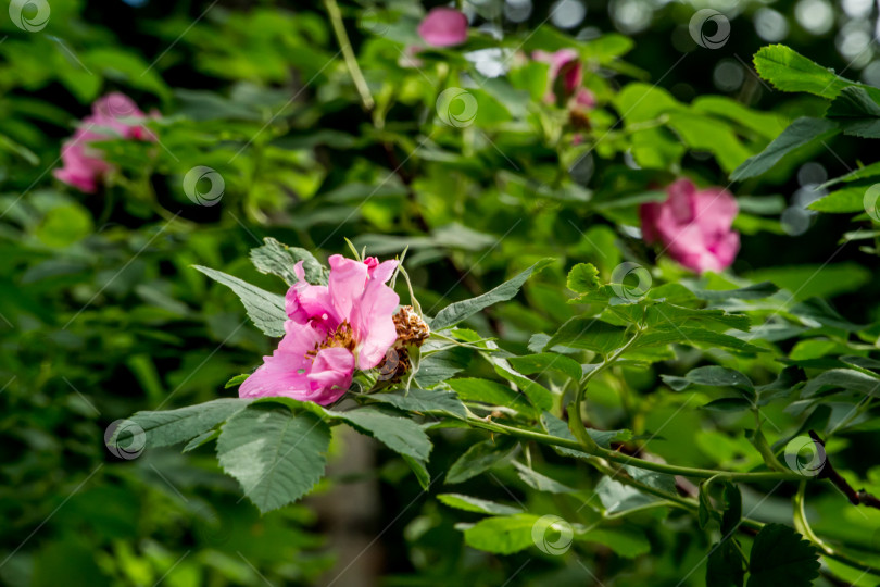 Скачать полевые цветы,Цветок шиповника после дождя., летом. фотосток Ozero