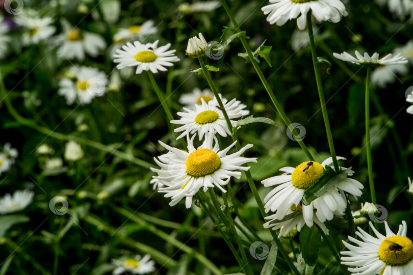 Скачать полевые цветы, ромашки, шиповник, летом., фотосток Ozero