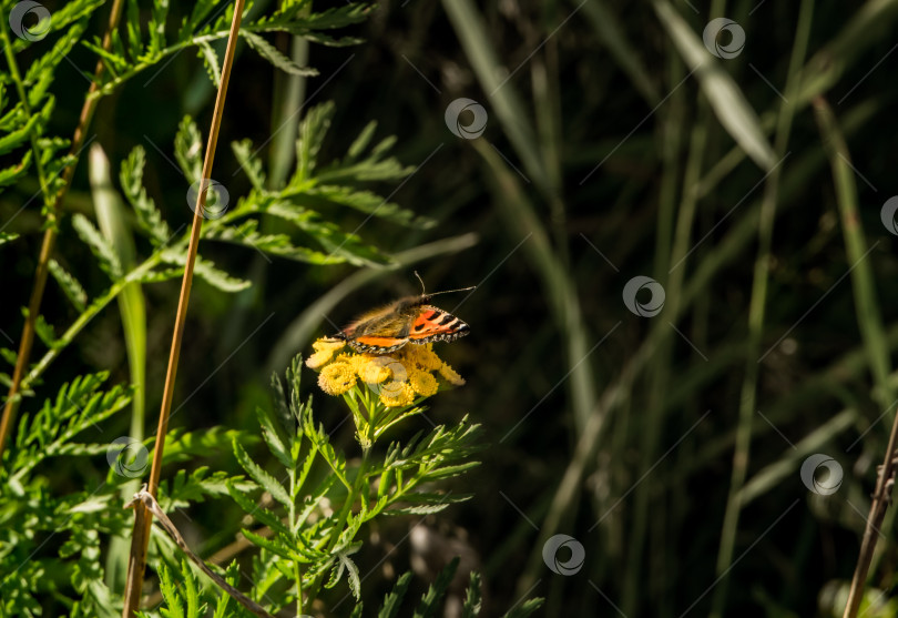 Скачать На травинке, крупным планом, бабочка, жучок, красный жук. фотосток Ozero