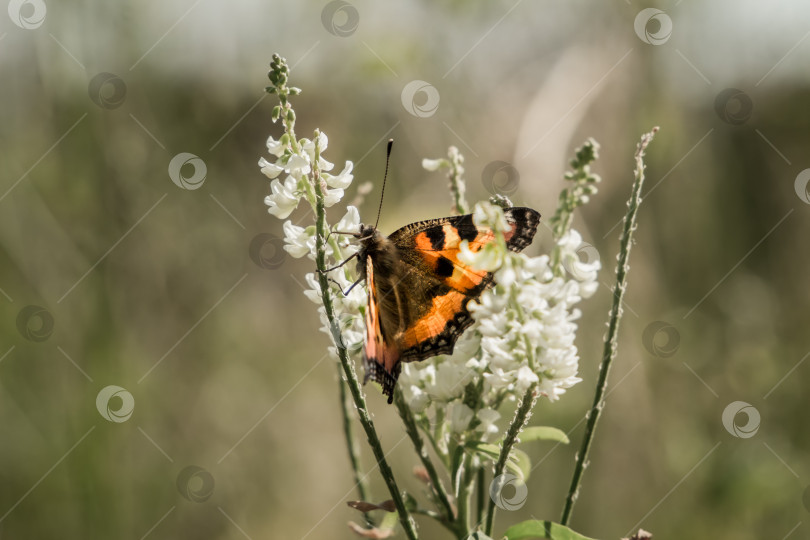 Скачать На травинке, крупным планом, бабочка.. фотосток Ozero